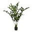 Mica Decorations Kunstplant Groen 1Polyester