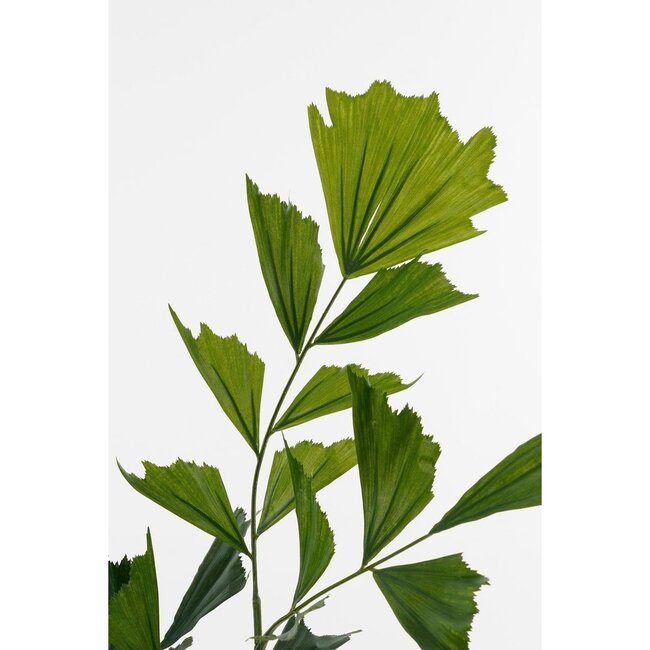 Mica Decorations Artificial Fishtail Palm - Green