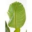Mica Decorations Artificial Plant - Green