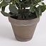Mica Decorations Artificial Rose Bush - White - H33 × Ø25 cm