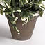 Mica Decorations Artificial Trailing Ivy - Green