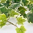 Mica Decorations Artificial Trailing Ivy - Green