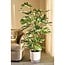 Mica Decorations Artificial Monstera Plant - Green