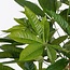 Mica Decorations Artificial Pachira Plant - Green