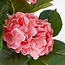 Mica Decorations Künstliche Hortensie - Rosa