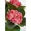 Mica Decorations Künstliche Hortensie - Rosa