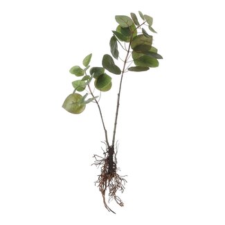 Mica Decorations Kunst eucalyptus – geelgroen – H64 cm