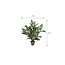 Mica Decorations Künstliche Dieffenbachie - Grün - H70 × Ø55 cm