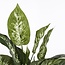 Mica Decorations Artificial Dieffenbachia Plant - Green - H70 × Ø55 cm