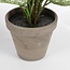 Mica Decorations Künstliche Dieffenbachie - Grün - H70 × Ø55 cm