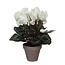 Mica Decorations Kunstplant Wit 1Polyester