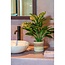 Mica Decorations Evergreen-Kunstpflanze - Grün - H49 × Ø40 cm
