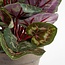 Mica Decorations Artificial Cyclamen Plant - White