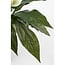 Mica Decorations Künstliches Einblatt - Weiß - H50 × Ø40 cm
