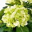 Mica Decorations Artificial Hydrangea Plant - Cream