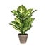Mica Decorations Künstliche Dieffenbachie - Grün - H40 × Ø30 cm