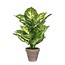 Mica Decorations Kunstplant Groen 1Polyester