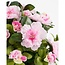 Mica Decorations Artificial Azalea Plant - Pink - H31 × Ø26 cm