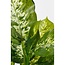Mica Decorations Künstliche Dieffenbachie - Grün - H40 × Ø30 cm