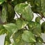 Mica Decorations Artificial Trailing Scindapsus - Green - H45 × Ø25 cm