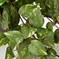 Mica Decorations Künstliche Scindapsus-Hängepflanze - Grün - H45 × Ø25 cm