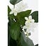 Mica Decorations Künstliche Stephanotis - Weiß - H50 cm