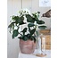 Mica Decorations Artificial Stephanotis Plant - White - H50 cm