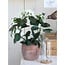 Mica Decorations Künstliche Stephanotis - Weiß - H50 cm