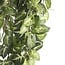 Mica Decorations Artificial Trailing Fittonia - Green