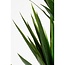 Kunstplant Crème 1Polyester