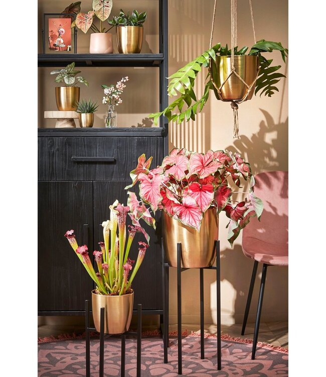 Plantenstandaard Zwart 1Ijzer