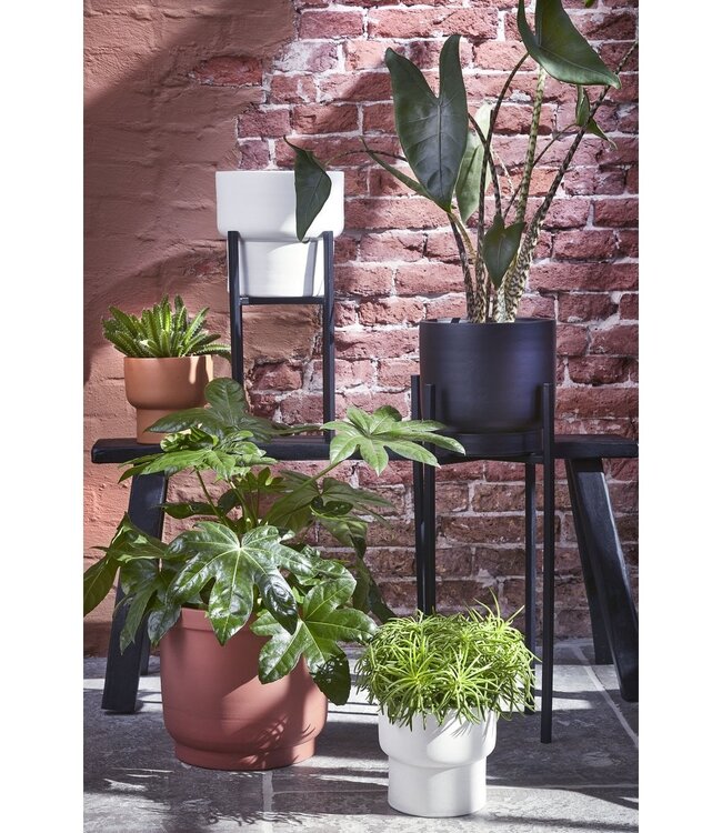 Plantenstandaard Zwart 1Ijzer