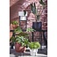 Mica Decorations Ascot Iron Plant Stand - Black - L37.5 × W37.5 × H71 cm