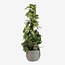 Mica Decorations Jorck Paper Plant Baskets - Grey - Set of 3