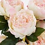 Mica Decorations Artificial Peony Bouquet - Light Pink - H55 cm