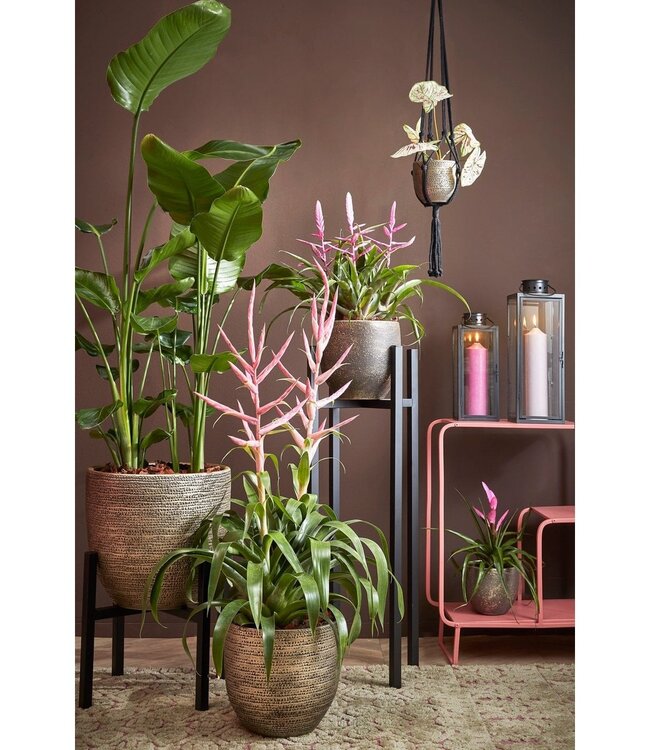 Plantenstandaard Zwart 1Ijzer