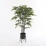 Mica Decorations Ascot Iron Plant Stand - Black - L24 × W24 × H25 cm