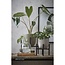Mica Decorations Ascot Iron Plant Stand - Black - L24 × W24 × H25 cm