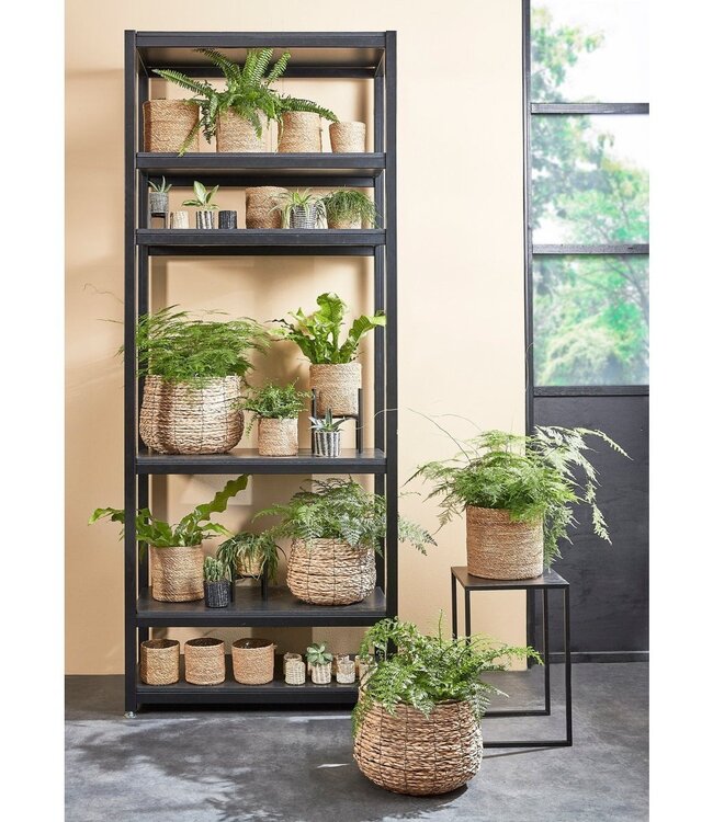 Plantenstandaard Zwart 1Ijzer