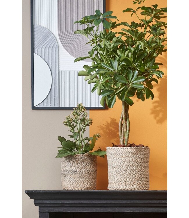 Plantenmand set Crème 2Jute