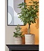 Plantenmand set Crème 2Jute