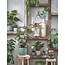 Mica Decorations Daan Ceramic Indoor Plant Pot - Green