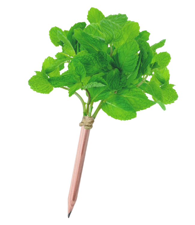 green-goose® Seedz Bloeipotlood in Plantbare Verpakking