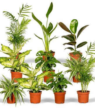 Verrassingsbox - 10 diverse kamerplanten - Ø12cm - ↕35cm