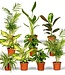 Verrassingsbox - 10 diverse kamerplanten - Ø12cm - ↕35cm