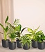 Verrassingsbox - 10 diverse kamerplanten - Ø12cm - ↕35cm
