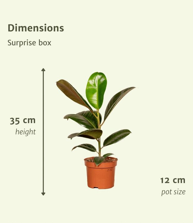 Verrassingsbox - 10 diverse kamerplanten - Ø12cm - ↕35cm