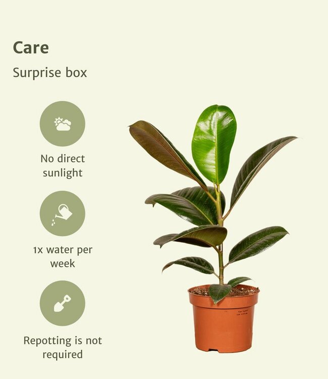 Verrassingsbox - 10 diverse kamerplanten - Ø12cm - ↕35cm