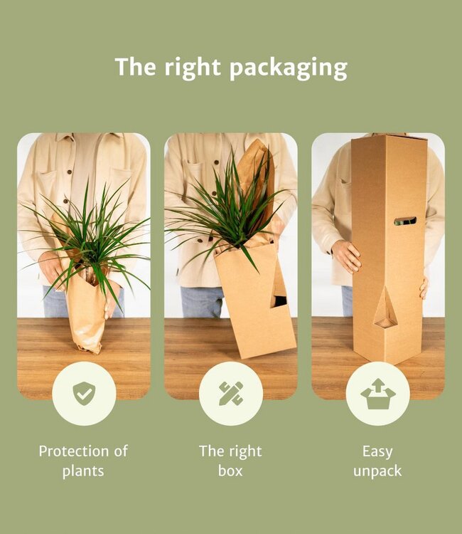 Verrassingsbox - 10 diverse kamerplanten - Ø12cm - ↕35cm