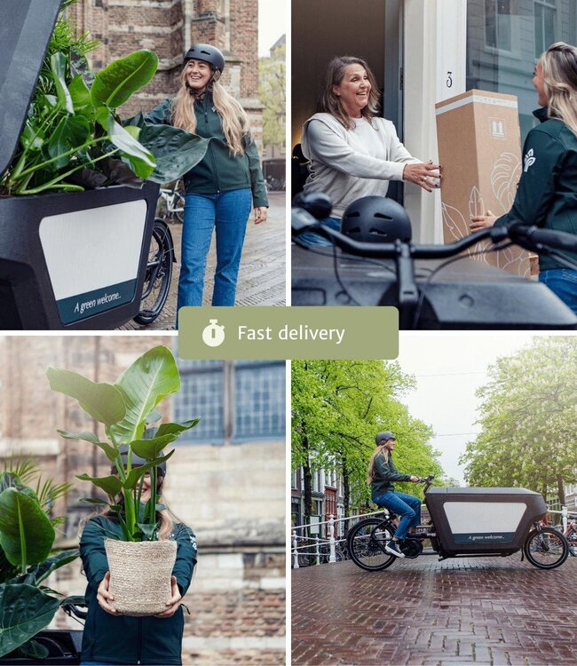 Verrassingsbox - 10 diverse kamerplanten - Ø12cm - ↕35cm